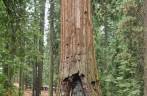 A gigantesca sequoia continua firme e forte, mesmo depois do buraco que fizeram em seu tronco! (na Mariposa Grove, no Yosemite National Park, na Califórnia, nos Estados Unidos)